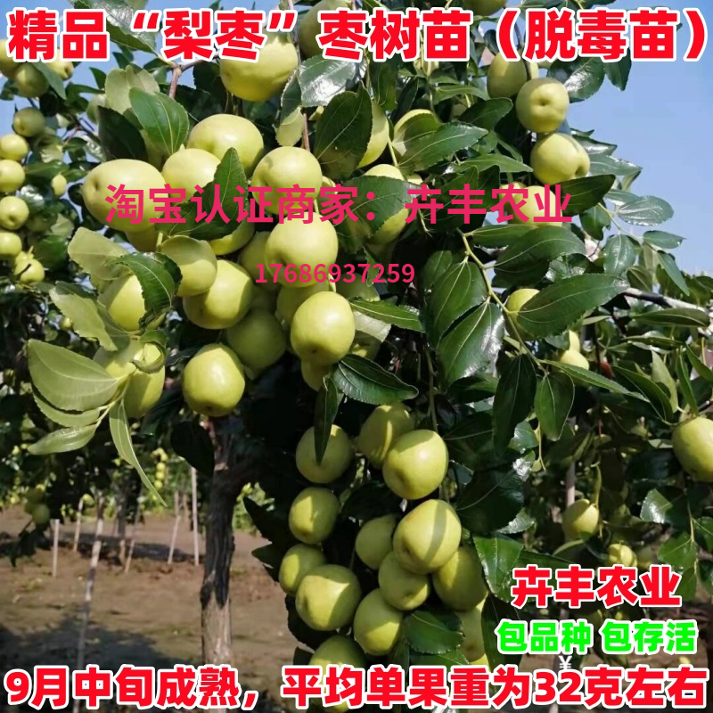 梨枣枣树苗早熟酥脆丰产