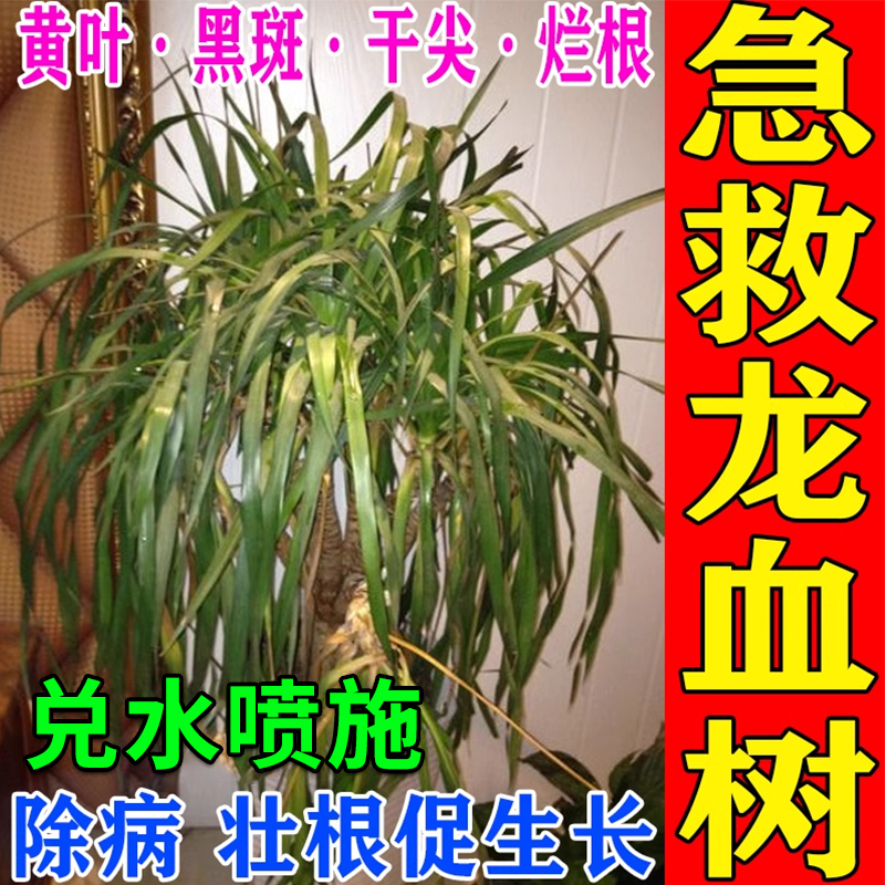 龙血树专用营养液龙须树肥料绿植盆栽叶黄干尖烂枯根腐炭疽杀菌剂