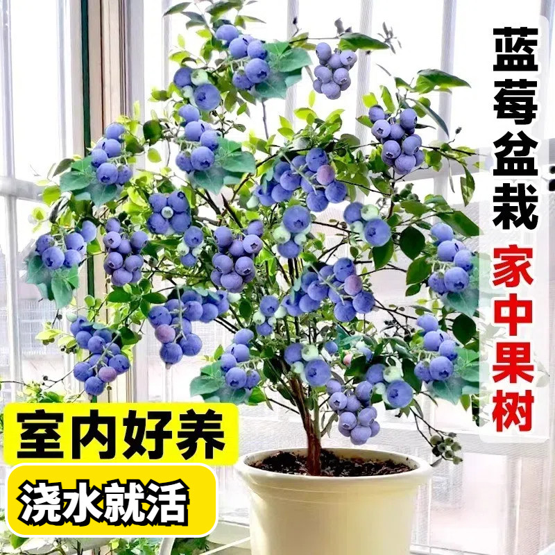 果苗蓝莓栽盆栽种植果苗南北方绿宝石地树果树苗带大果苗兔眼蓝莓