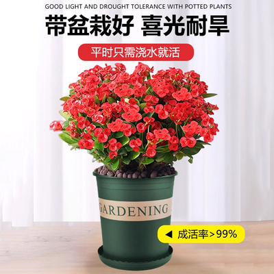 大叶大花绿盆栽冻植物的虎不怕铁海棠室内刺梅花卉不怕好养晒大全