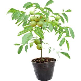 核桃树特大北方结果种植皮核桃8518果树苗果苗树苗南方当年薄纸