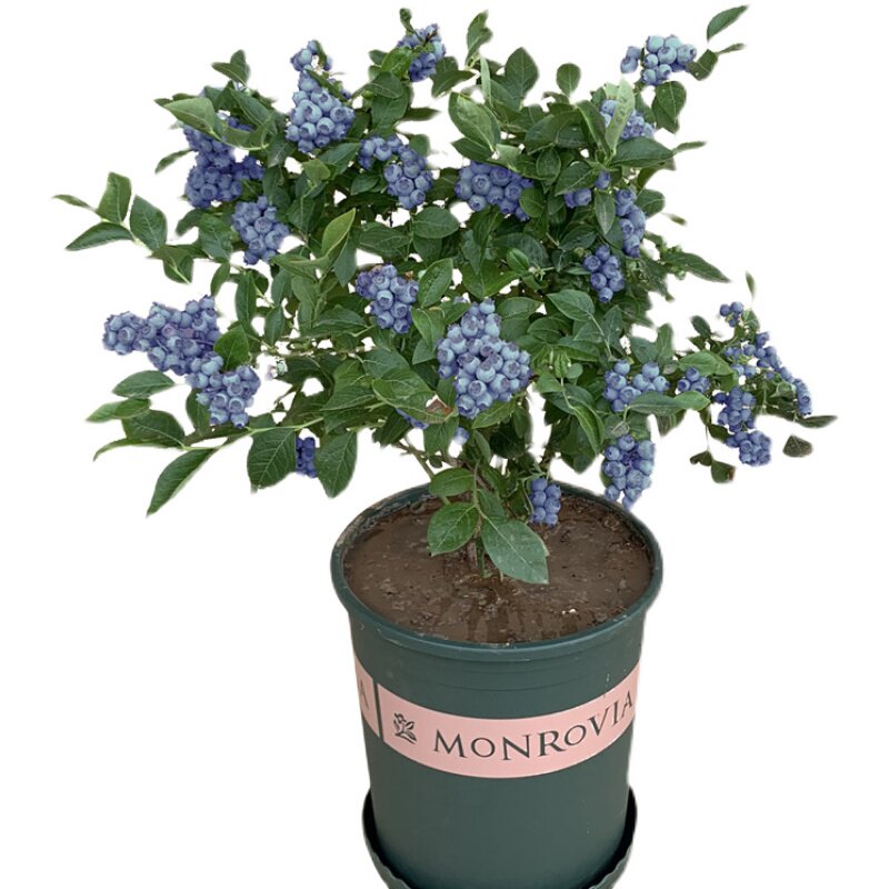 四季蓝莓树果树特大蓝莓盆栽树苗果苗种植南方地带果发大果栽北方