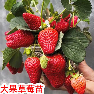 超级冬季原盆丹东玄玉草莓新苗99苗大苗秧草莓原土巨无霸奶油盆栽