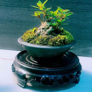 绿植盆景素材小精品掌中水横栀水杨梅藤三七黄荆盆景桌摆阳台