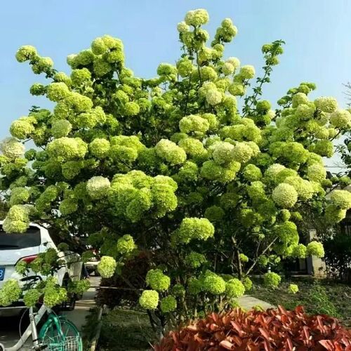 中华木绣球大花斗球庭院别墅绿化耐寒F风景树盆栽地栽木本绣球花