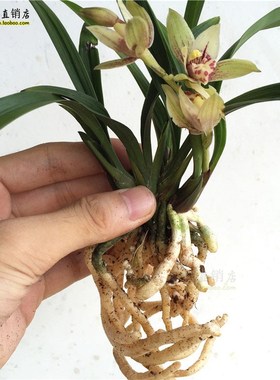 罕见树皮纹艺 粗叶皮兰 红玉荷 荷瓣红色兰花苗V 矮种办公花卉