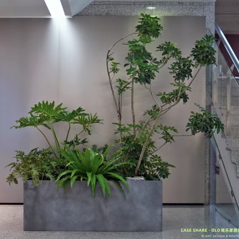 玄关植物隔断大j型绿植马槽室内商场公司室外别墅造景花镜组合盆