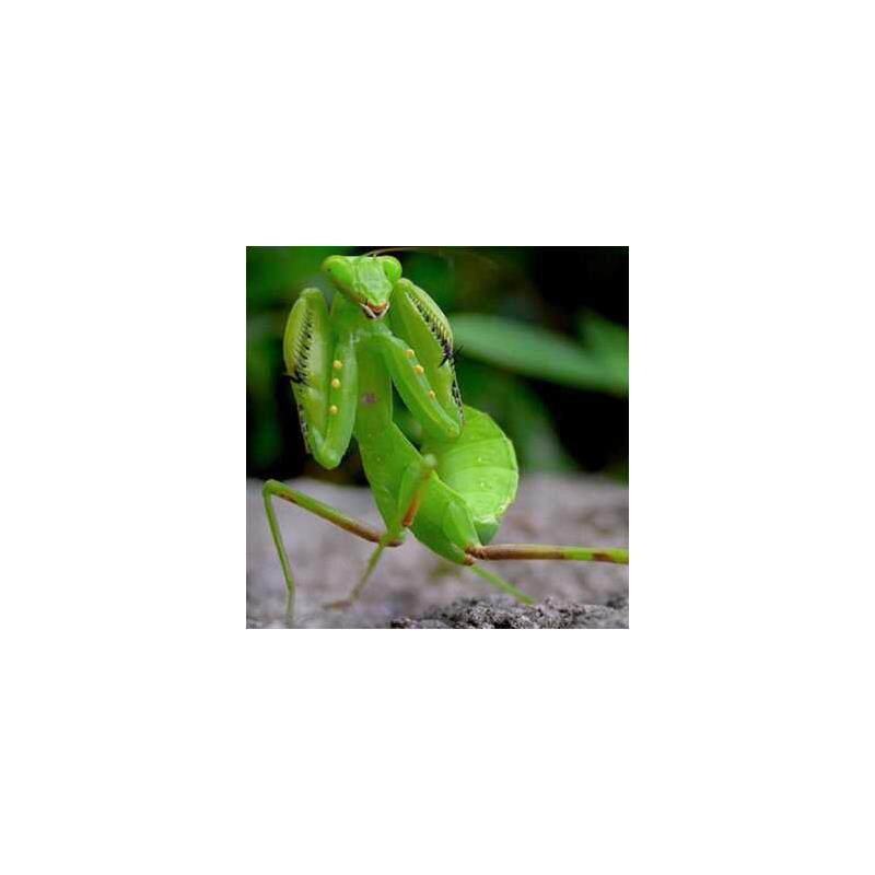 螳螂 宠物 成体巨斧广斧大刀螳螂短背圆盾螳螂活虫螳螂卵鞘可孵化