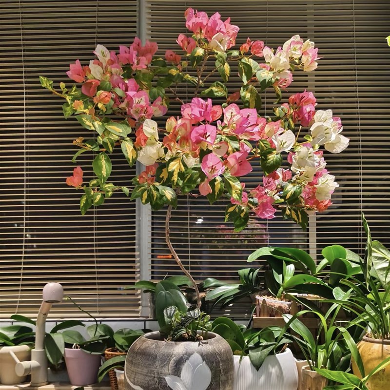 金心橙白三角梅带花盆栽双色花爬藤勤花仙气飘飘原生老桩阳台绿植