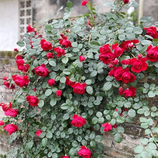 玫瑰国度b的天使藤本月季花大苗四季阳台庭院耐荫爬藤浓香花卉植