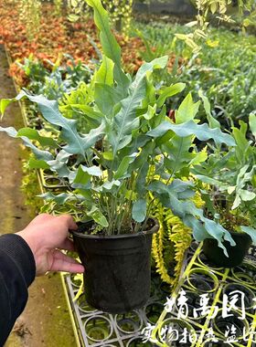耐寒耐热蓝星蕨网红绿植盆栽多年生耐荫室内家居格调植物北欧风
