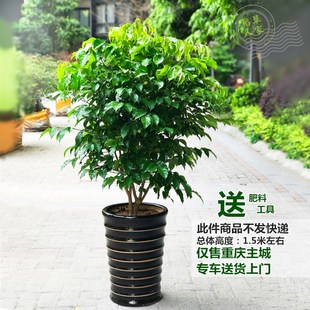 大型绿植盆栽净化绿宝树室内客厅幸福树净化空R气吸收甲醛植物花