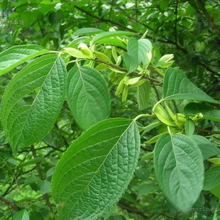 树苗h 庭院植物 杜仲小苗 杜仲苗 草土福建 中土 树皮补土树苗