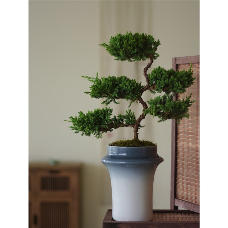 春天到家 中式盆景五层塔松室内绿植盆栽客厅装饰送礼好养植物