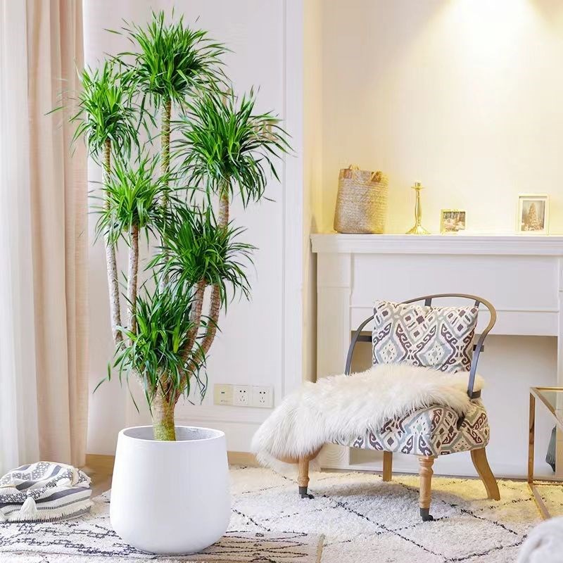 多头龙血树 造型款老桩大型室内绿植 植物客厅卧室前台绿色秋季