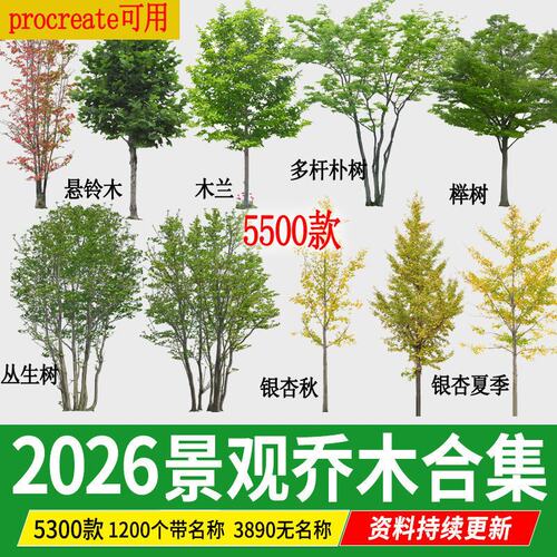 园林景观乔木 ps素材PNG免抠常用树木植物PSD效果图后期procreate