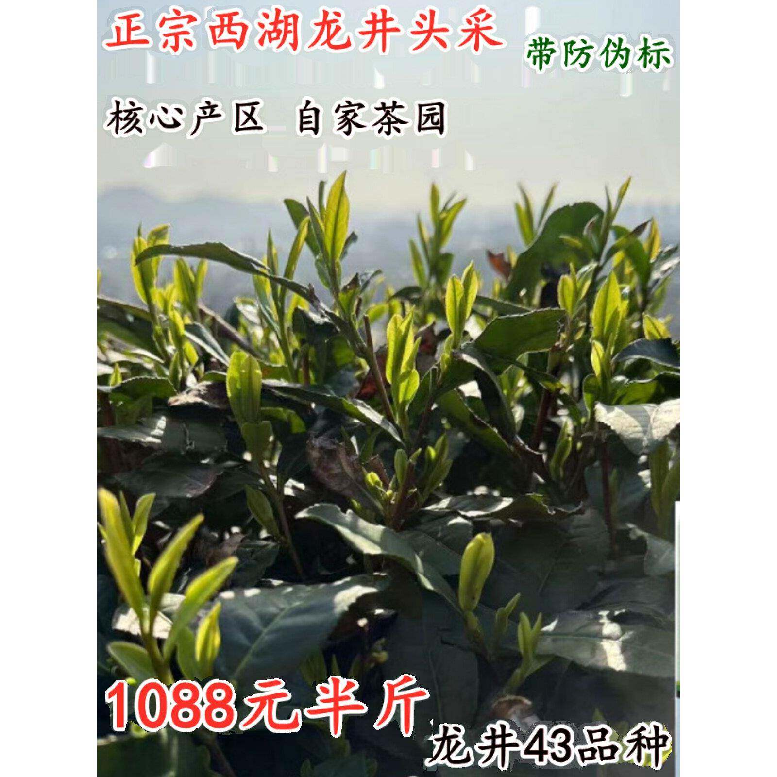 预售2025新茶 正宗西湖龙井 杭州原产地龙井绿茶 自家高山采摘