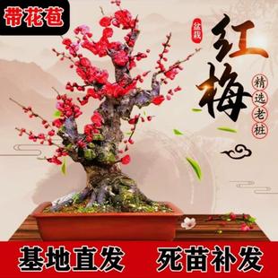 耐寒植物浓香腊梅室内阳台办公室年宵花卉 带叶芽 梅花盆栽四季