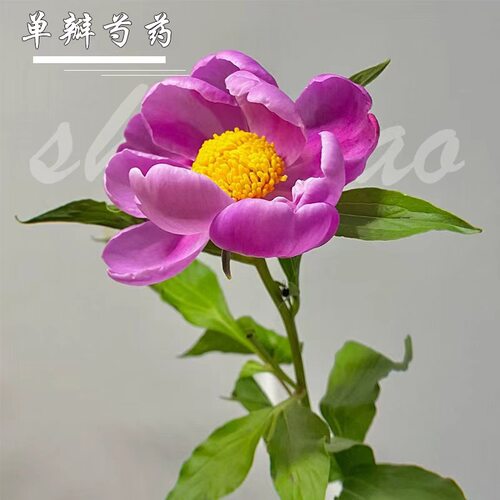 【芍药牡丹花苗】四季开花观赏