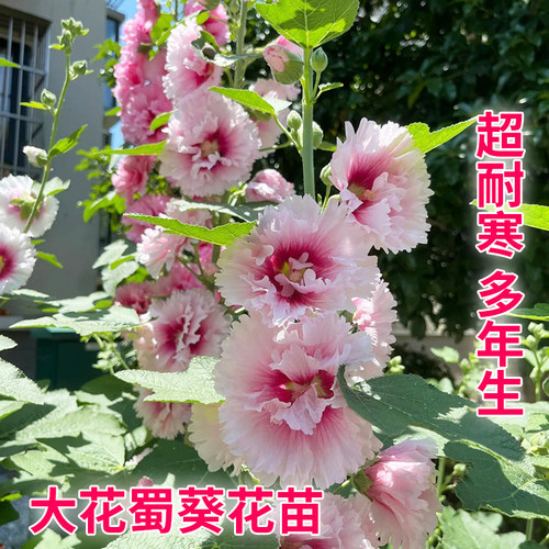 【蜀葵花苗】多年生宿根花卉耐寒植物盆栽庭院阳台花园一丈红四季