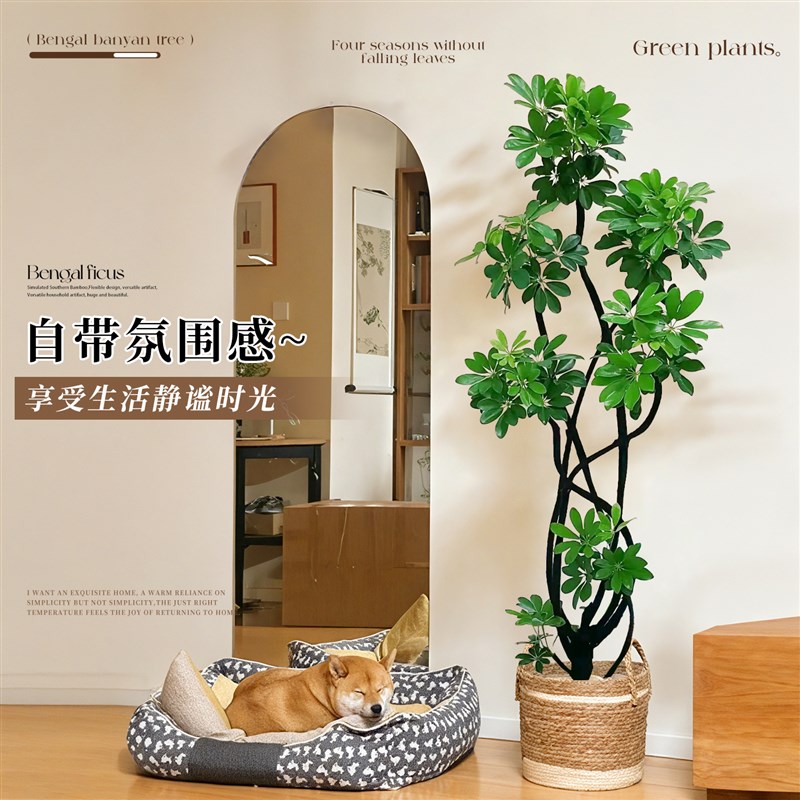 鸭脚木客厅大盆栽室内绿植物造型鸭掌木大型落地盆景八方来财好养