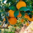 正宗湖南麻阳锦蜜纯甜多汁冰糖橙当季 新鲜水果整箱手剥薄皮甜橙