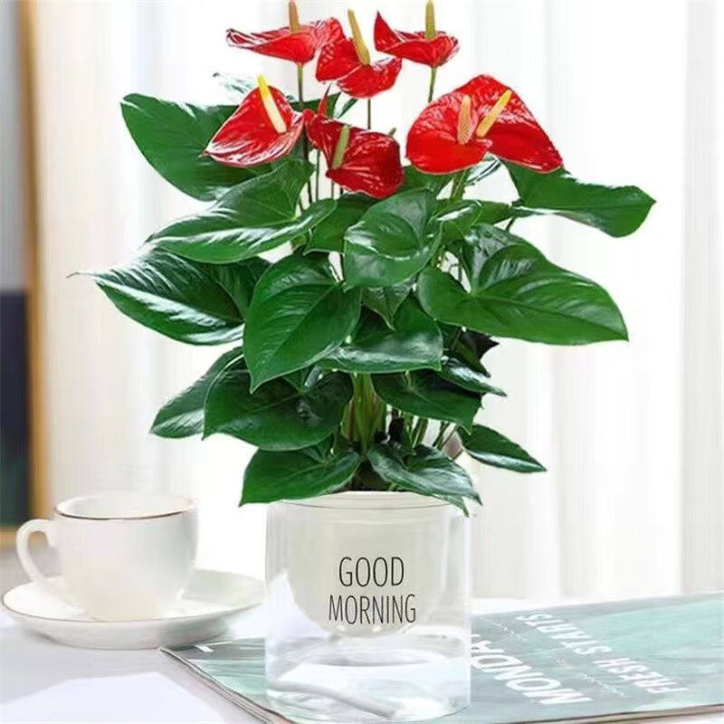 白掌盆栽植物室内客厅好养水培水养植物一帆风顺四季常青绿植花