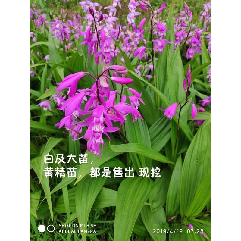 包邮白及种苗100棵/正宗药材三叉大白及块茎/种子种苗/紫花白芨苗