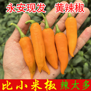 永安黄辣椒新鲜农家正宗福建魔鬼椒泡椒小米辣剁椒子弹椒特辣香辣