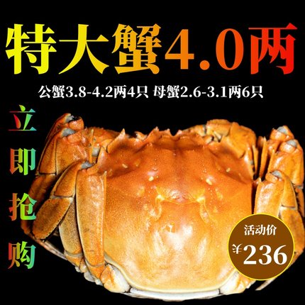 10只特大现货大闸蟹全母鲜活螃蟹礼盒公蟹活蟹正宗长荡湖河蟹新鲜