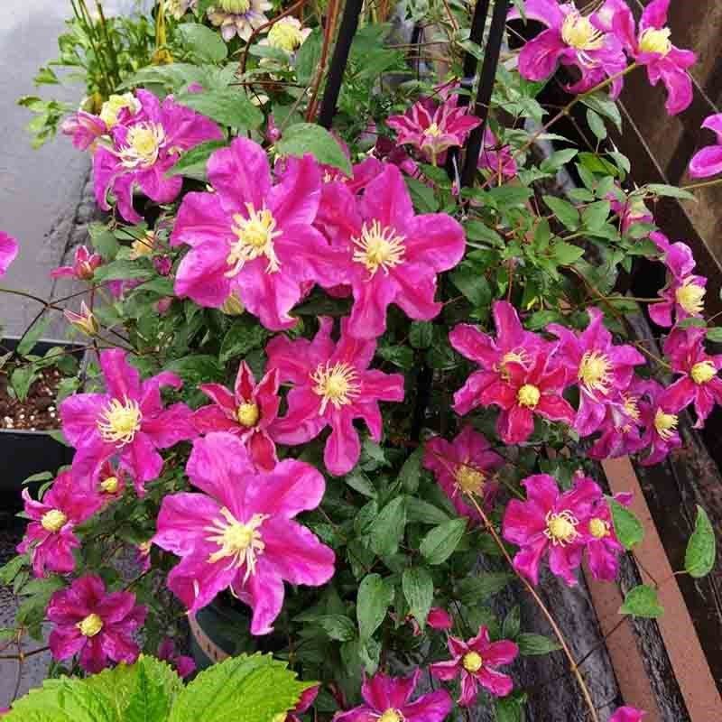 落日铁线莲花盆栽爬藤植物大苗单瓣大花藤本花卉庭院无刺攀爬耐热,鲜花速递/花卉仿真/绿植园艺,绣球/木绣球/木本植物,淘宝优惠券,粉丝福利购,淘宝优惠卷