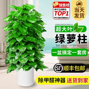 大叶绿萝柱盆栽新家入住除甲醛客厅大型J绿植带盆净化空气好养绿