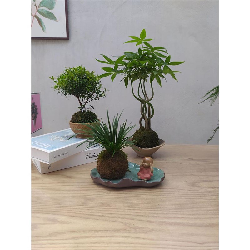 五福发财树苔藓球植物盆景苗室内办公桌面K水养绿植净化空气小盆