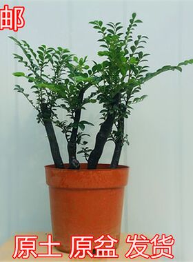 小叶紫檀盆景树桩植物花卉盆栽办公室内绿植黑骨茶苗耐寒
