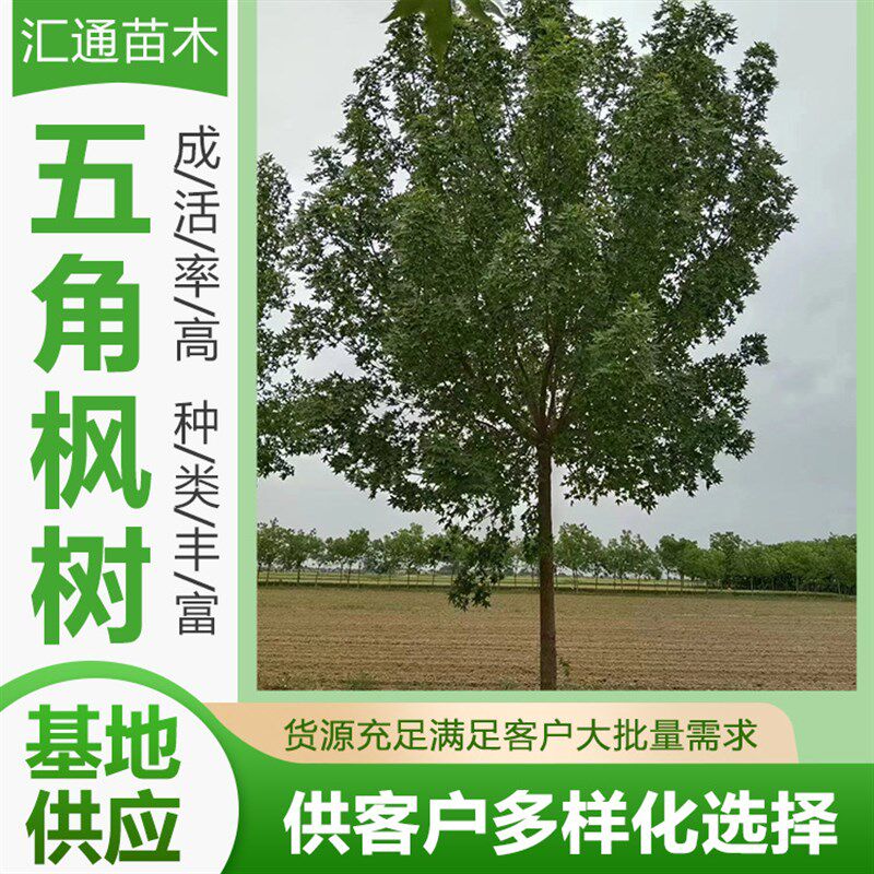 五角枫工程绿化苗木风景树丛生五角枫绿色系园林T绿化工程乔木现