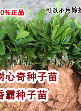 绿奇楠沉香小苗沉香芽苗香霸树心奇小苗沉香种子名贵树种白奇楠