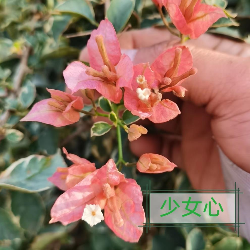 少女心原生三角梅