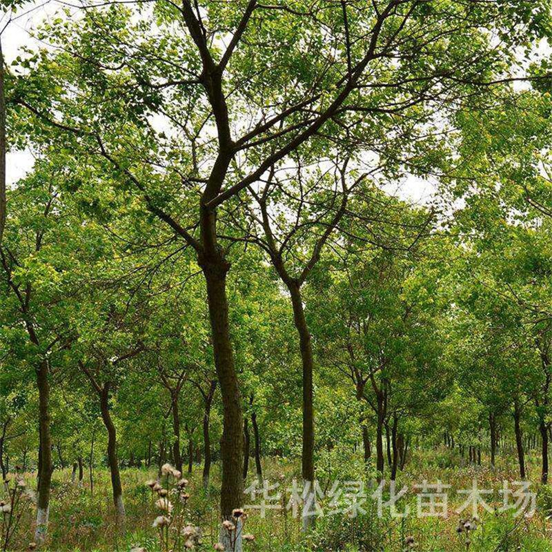 乌桕树苗彩叶乌桕树庭院别墅耐寒大型行道绿化工程V风景树规格齐