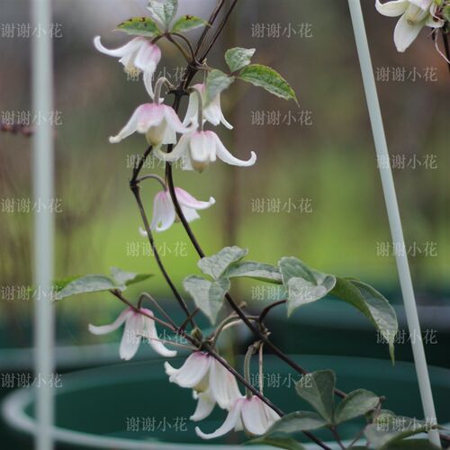 谢谢小花a 尾叶铁线莲 多年生藤本攀援耐热耐寒爬藤花园花卉植物