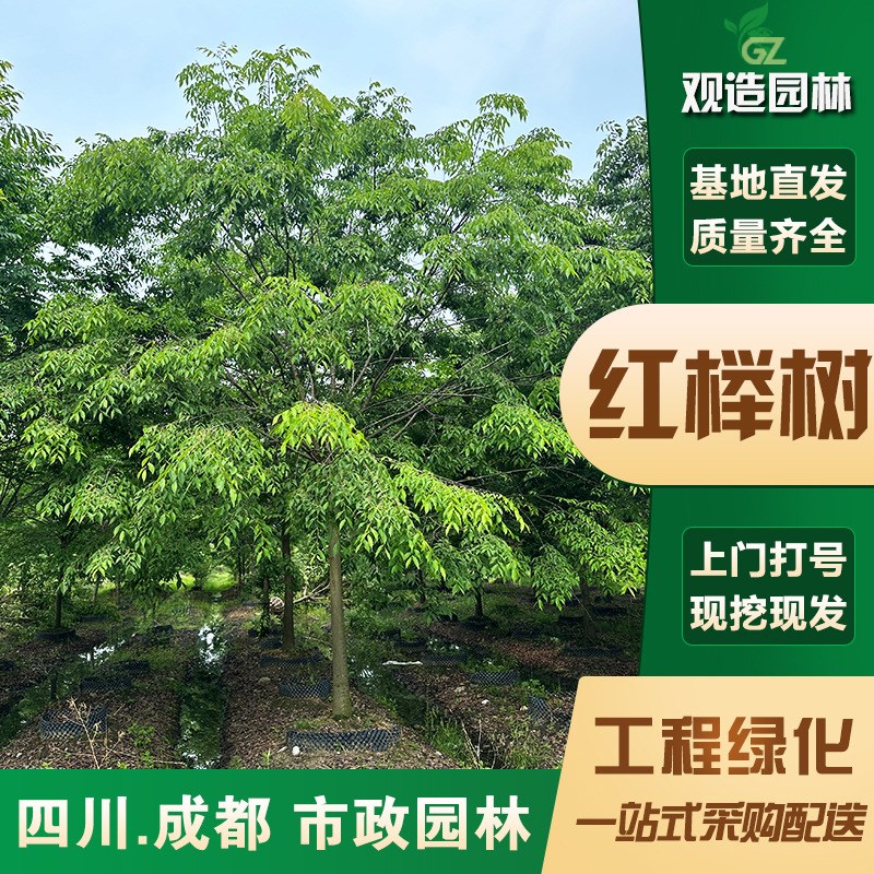 乔木红榉树苗四j川工程行道树大型景观绿化苗木朴树丛生榉树大树