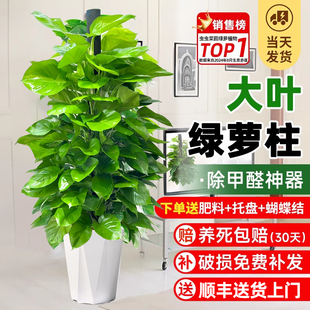 大叶绿萝柱盆栽客厅大型绿植办公C室内除甲醛净化空气新房好养绿