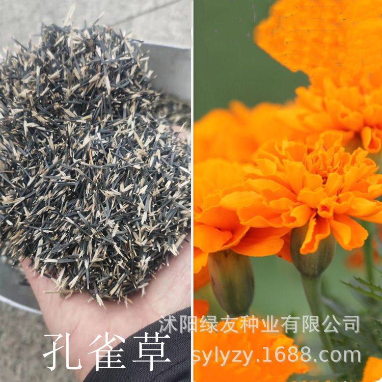 四季景观花海孔雀草种子四季播种庭院盆栽室外花草种子,鲜花速递/花卉仿真/绿植园艺,时令草本花卉,淘宝优惠券,粉丝福利购,淘宝优惠卷