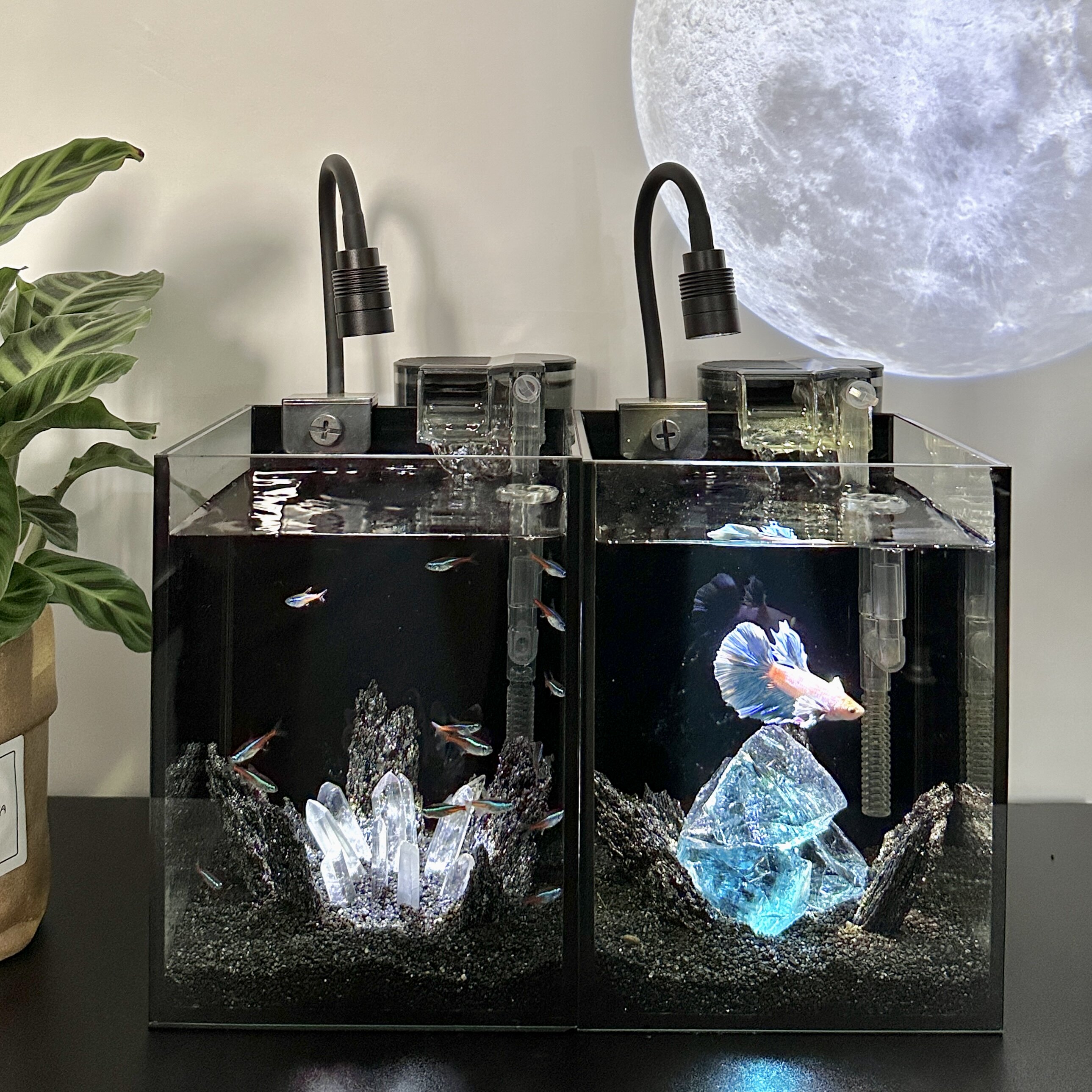 海底世界斗鱼鱼缸水晶造景小型家用桌面超白黑背玻璃免换水小鱼缸