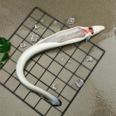 鲜活生态淡水河鳗宰杀发货