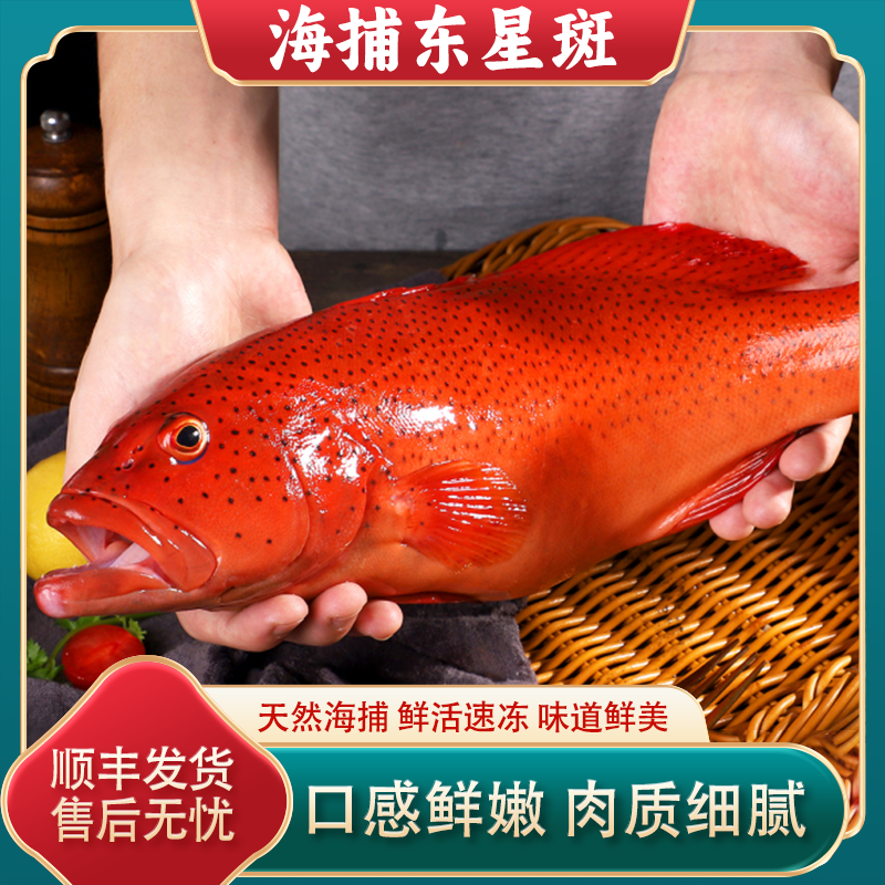鲜活速冻深海东星斑300-400g/条石斑鱼海鲜水产冰鲜海鱼野生红斑