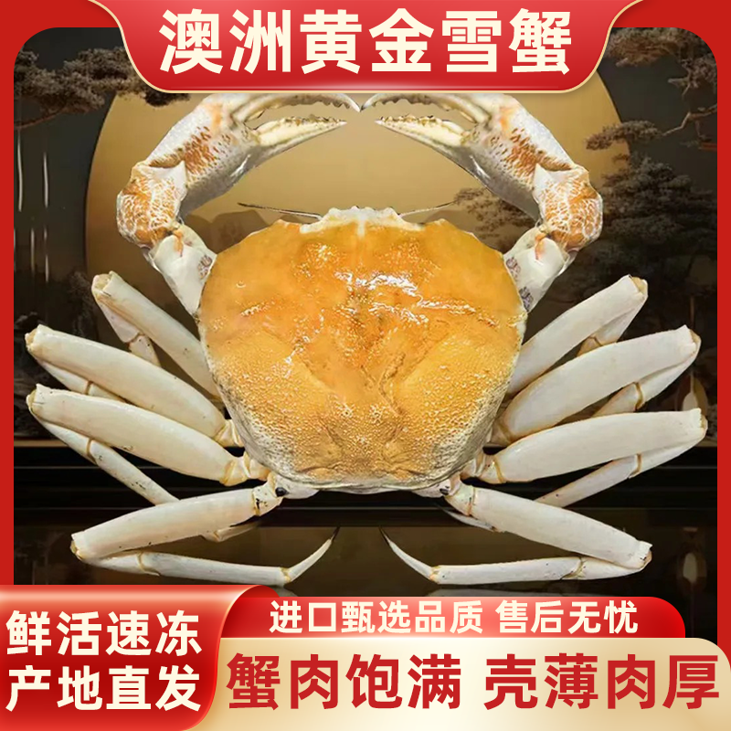 澳州黄金雪蟹冰鲜水晶蟹1-3斤/只超大螃蟹鲜活速冻皇后蟹生猛海鲜