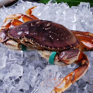 【次日达】鲜活珍宝蟹 800-1000g/只 珍宝蟹太子蟹江浙沪皖专享