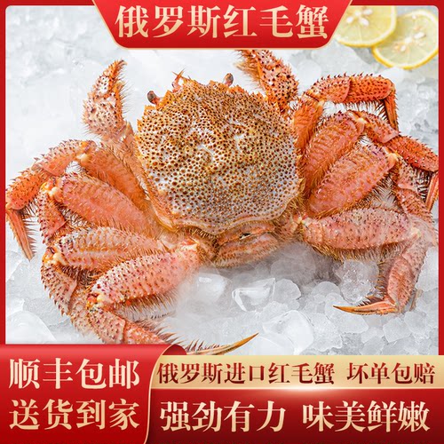 红毛蟹俄罗斯大毛蟹2-3斤/只