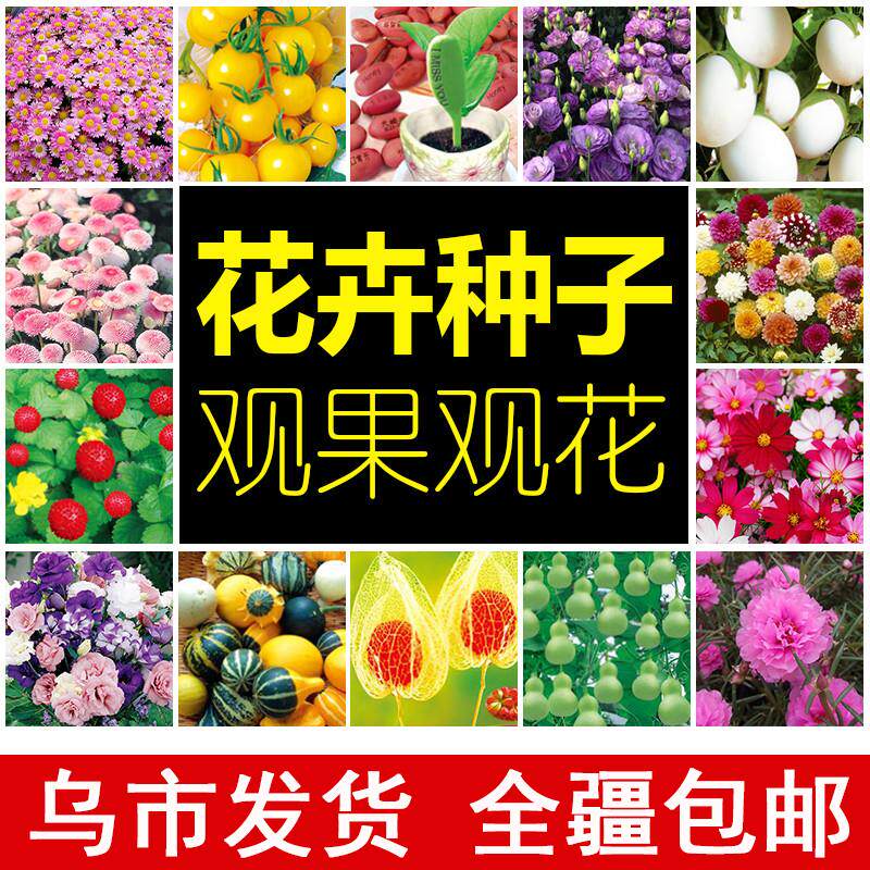 四季播种花卉种子室内阳台盆栽易种活花卉籽草莓蔬菜种子