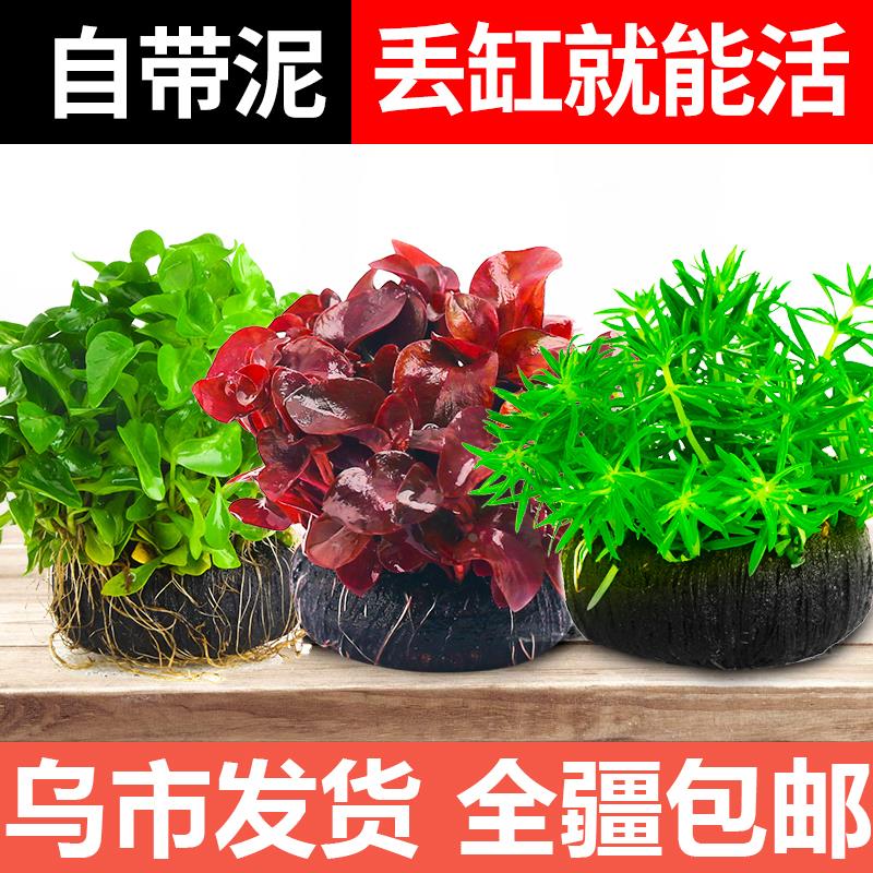 鱼缸植物水草活体阴性生态水培绿植懒人造景坨草套餐水榕真鱼草